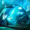 Book Ticket Sea Life Ocean World Bangkok-4