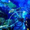 Book-Ticket-Sea-Life-Ocean-World-Bangkok-6