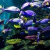 Book-Ticket-Sea-Life-Ocean-World-Bangkok-7