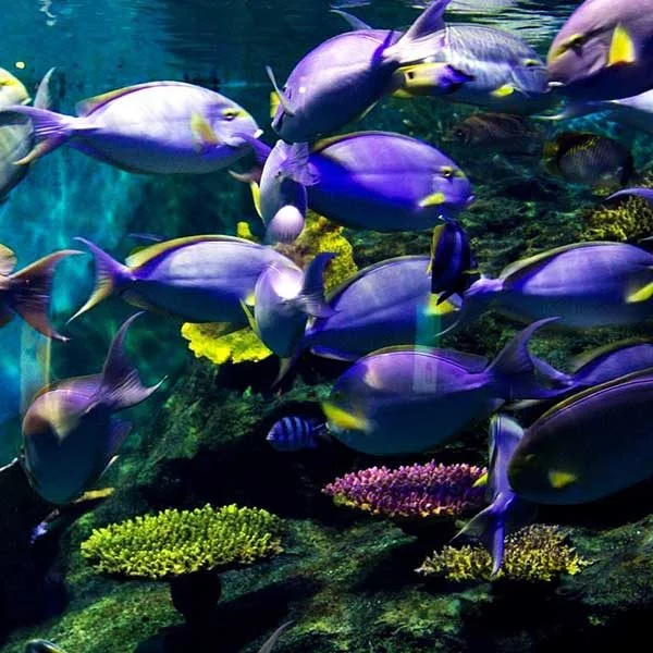 Book-Ticket-Sea-Life-Ocean-World-Bangkok-7