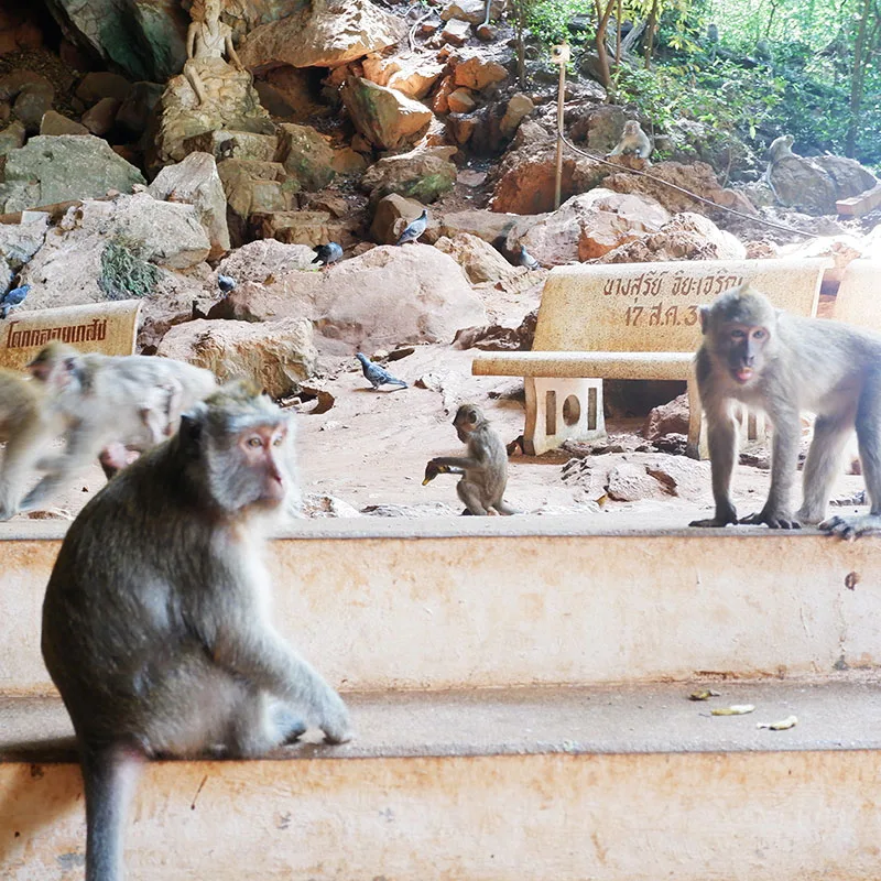 Phang-Nga-Monkey-Temple-Rafting-Phuket-3