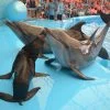 Dolphins-Show-Ticket-at-Nemo-Dolphins-Bay-Phuket