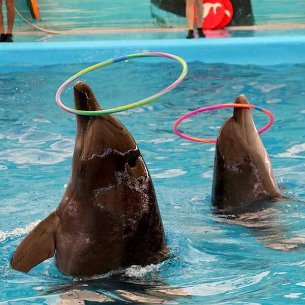 Dolphins-Show-Ticket-at-Nemo-Dolphins-Bay-Phuket-9