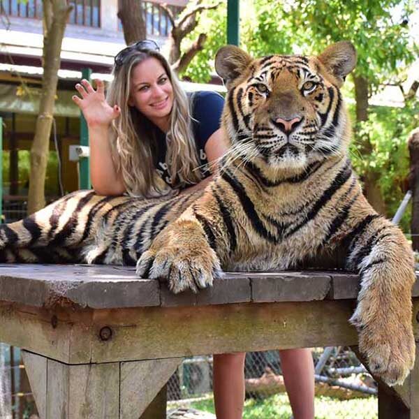 Medium Tiger Kingdom Phuket | Phuket Dream Company