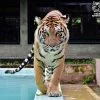 Medium-Tiger-Kingdom-Phuket Medium-Tiger-Kingdom-Phuket