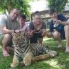 Small-Tiger-Kingdom-Phuket-2 Small-Tiger-Kingdom-Phuket-2
