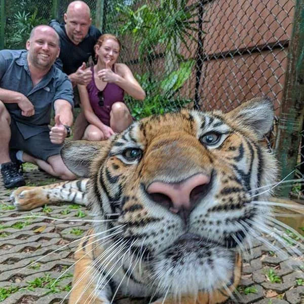 Small-Tiger-Kingdom-Phuket Small-Tiger-Kingdom-Phuket