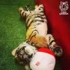 Smallest-Tiger-Kingdom-Phuket Smallest-Tiger-Kingdom-Phuket