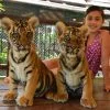 Smallest-Tiger-Kingdom-Phuket-2 Smallest-Tiger-Kingdom-Phuket-2