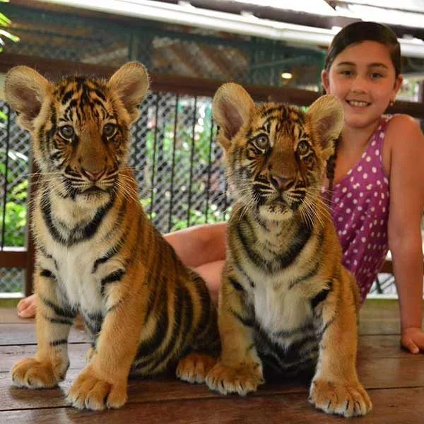 Smallest-Tiger-Kingdom-Phuket-2 Smallest-Tiger-Kingdom-Phuket-2