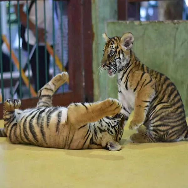 Smallest-Tiger-Kingdom-Phuket-3 Smallest-Tiger-Kingdom-Phuket-3