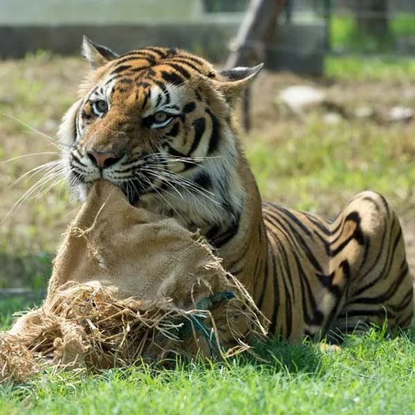 best-tiger-zoo-chiang-mai-mae-rim