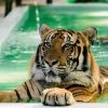 big-tiger-kingdom-mae-rim-chiang-mai