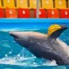 entry-dolphints-bay-phuket-ticket