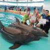 swimming-with-dolphins-phuket