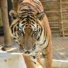 tiger-care-experience-mae-rim-chiang-mai