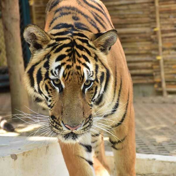 tiger-care-experience-mae-rim-chiang-mai