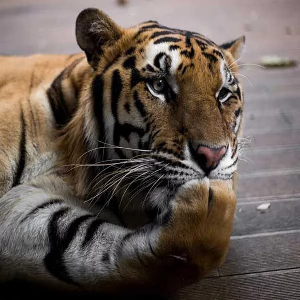 tiger-kingdom-chiang-mai-mae-rim-book-ticket