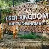 tiger-kingdom-mae-rim-chiang-mai-zoo