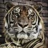 tiger-kingdom-mae-rim-chiang-mai-zoo-2