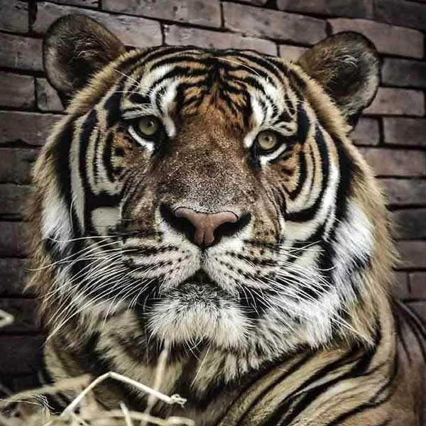 tiger-kingdom-mae-rim-chiang-mai-zoo-2