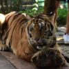 tiger-trail-care-experience-mae-rim-chiang-mai-2