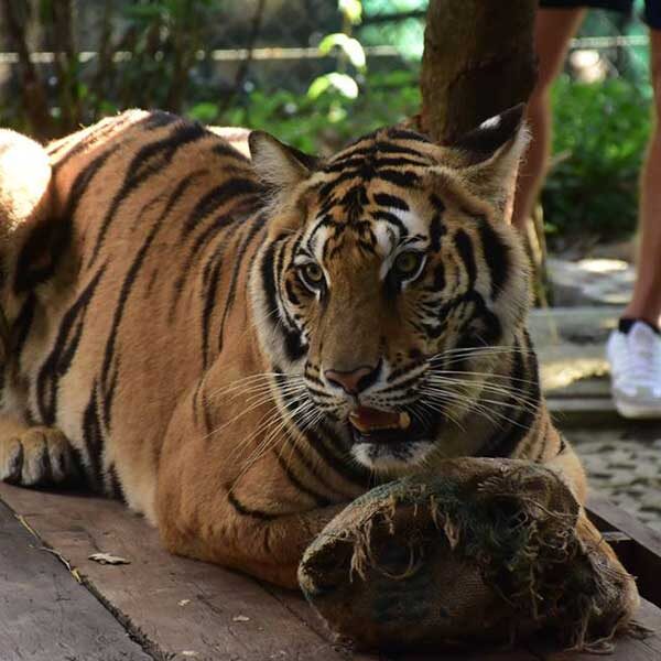 tiger-trail-care-experience-mae-rim-chiang-mai-2