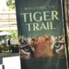 tiger-trail-care-experience-mae-rim-chiang-mai-3