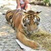 tiger-trail-care-experience-mae-rim-chiang-mai-4