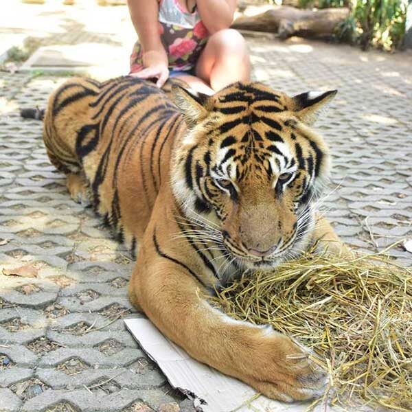 tiger-trail-care-experience-mae-rim-chiang-mai-4