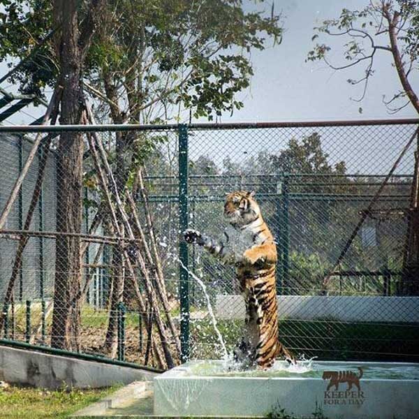 tiger-trail-care-experience-mae-rim-chiang-mai-5