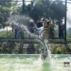 tiger-trail-care-experience-mae-rim-chiang-mai-6