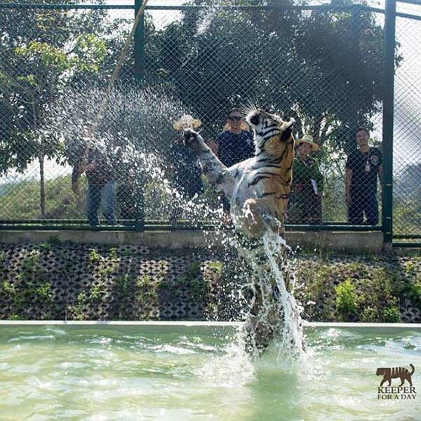 tiger-trail-care-experience-mae-rim-chiang-mai-6
