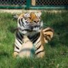 tiger-trail-care-experience-mae-rim-chiang-mai-7