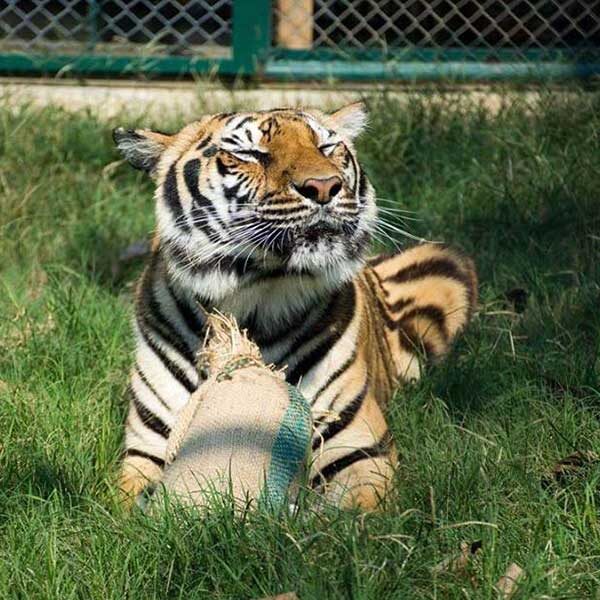 tiger-trail-care-experience-mae-rim-chiang-mai-7