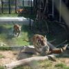 tiger-trail-care-experience-mae-rim-chiang-mai-8