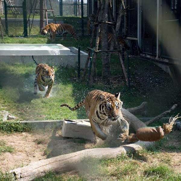tiger-trail-care-experience-mae-rim-chiang-mai-8