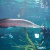 Aquaria-Phuket-the-biggest-aquarium