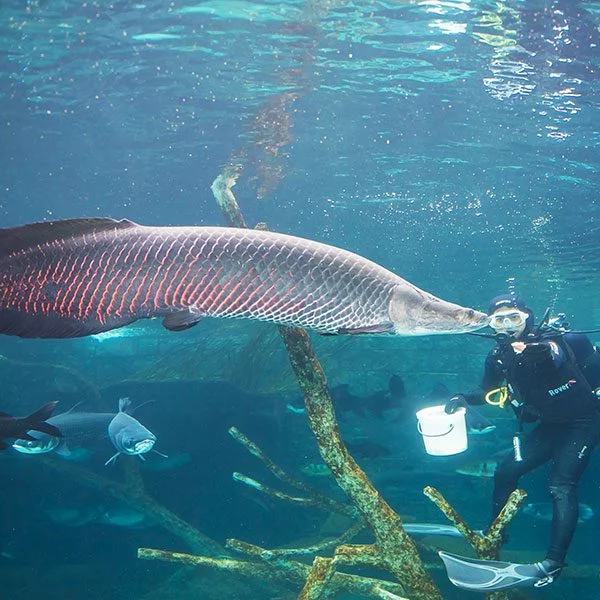 Aquaria-Phuket-the-biggest-aquarium