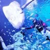 phuket-new-aquarium-South-China-Sea-feeding-time