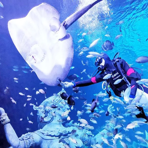 phuket-new-aquarium-South-China-Sea-feeding-time