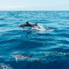 luxury-yacht-tour-phuket-see-dolphint-maiton-island