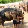 elephant-mud-spa-safari-tour-samui