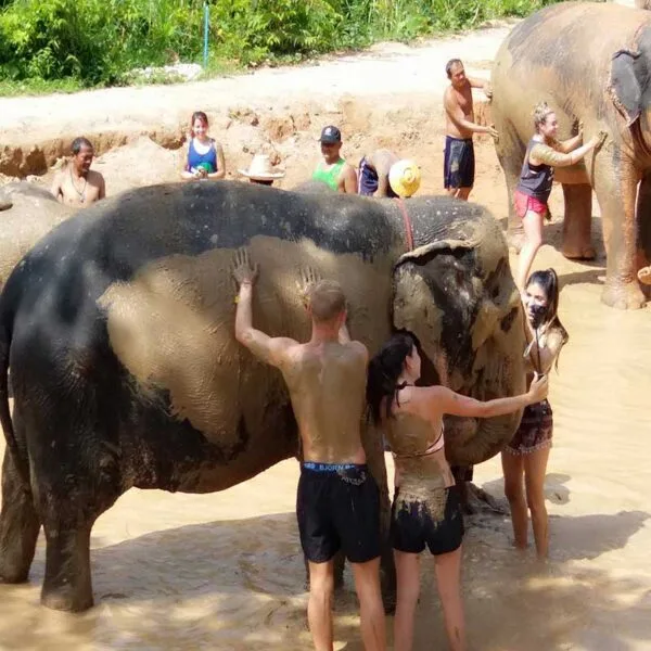 elephant-mud-spa-safari-tour-samui