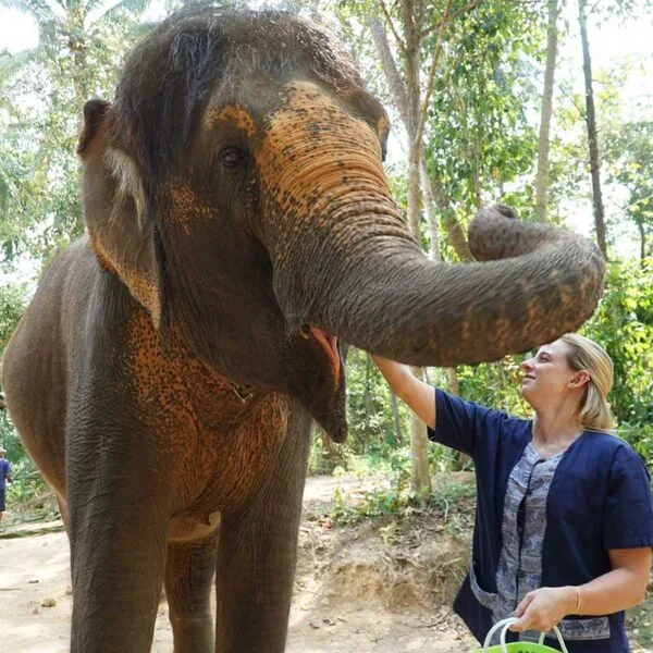 feeding-elephant-safari-tour-samui feeding-elephant-safari-tour-samui