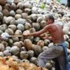 full-day-safari-tour-samui-coconut-plantation full-day-safari-tour-samui-coconut-plantation