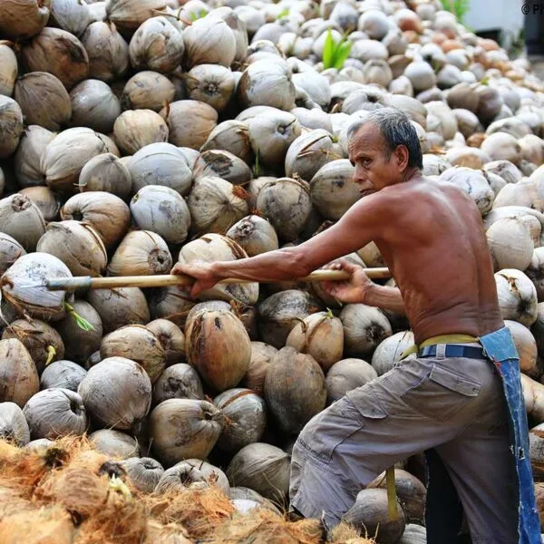 full-day-safari-tour-samui-coconut-plantation full-day-safari-tour-samui-coconut-plantation