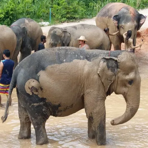 samui-elephant-mud-spa-safari-tour