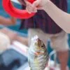 yacht-sailing-catamaran-half-day-tour-coral-island-fishing