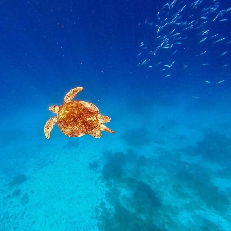 Khaolak-Phuket-premium-day-trip-Similan-snorkeling-see-turtle